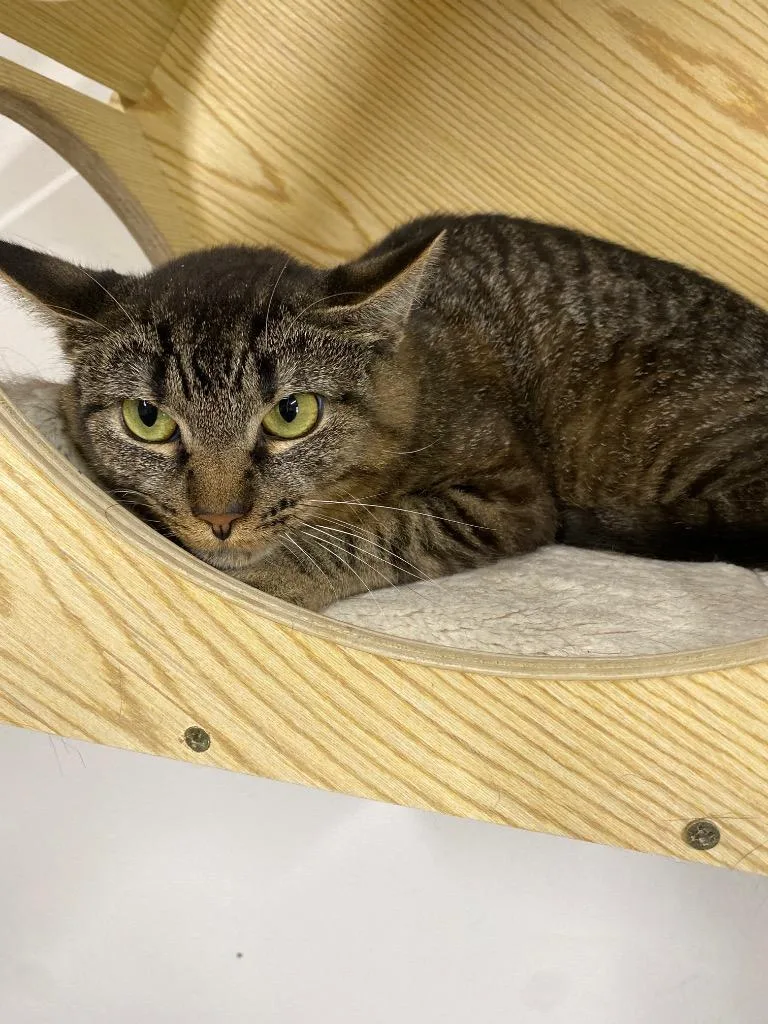 An adult medium-sized female Domestic Short Hair cat named Amy for adoption in Plattsburgh, NY