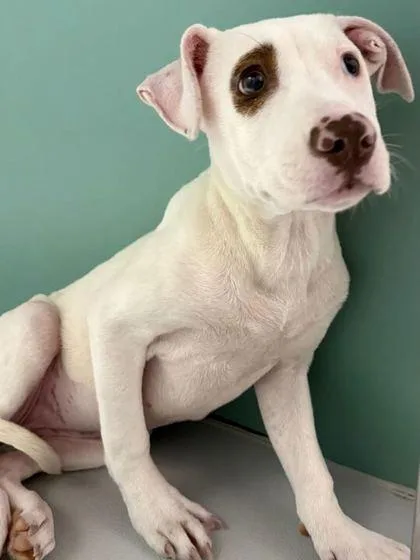 A baby medium-sized female Tricolor (Brown, Black, & White) American Staffordshire Terrier dog named Snowspot for adoption in Plymouth, MN