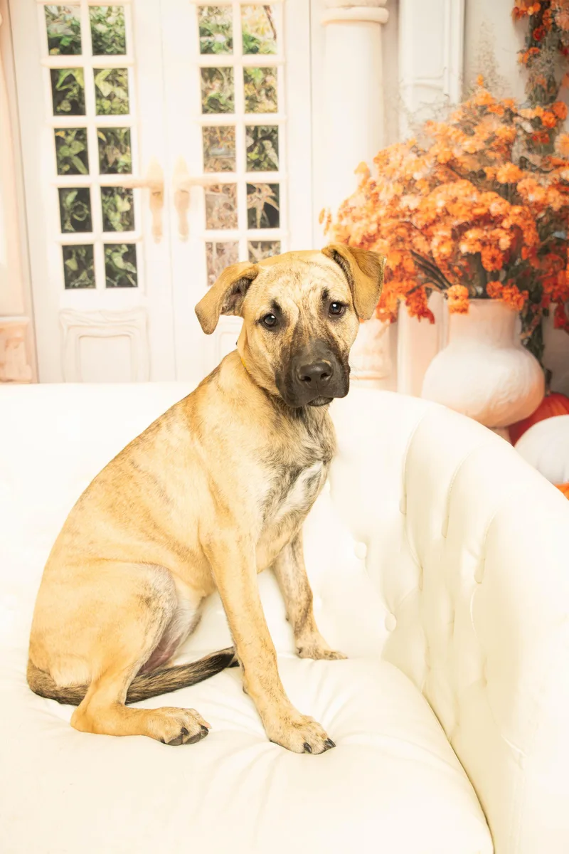 Serena Joy thumbnail 2