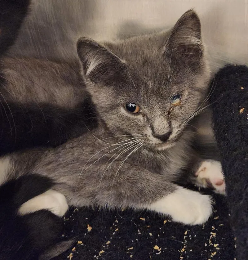 A baby small-sized female Domestic Short Hair cat named Malarkey for adoption in Hagerstown, MD
