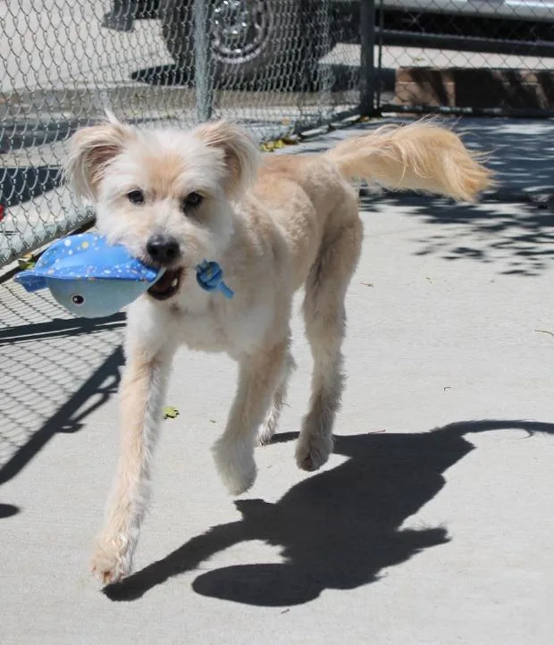 A senior medium-sized male Maltese dog named Rolo for adoption in Twentynine Palms, CA