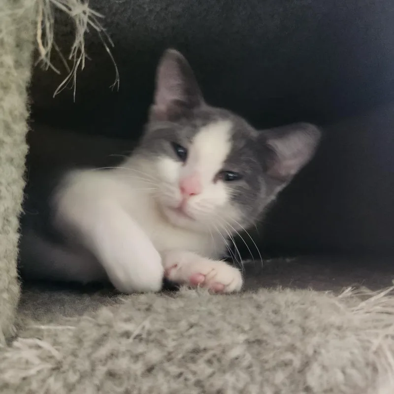 A baby small-sized female Gray / Blue / Silver Domestic Short Hair cat named Conch for adoption in Evanston, IL