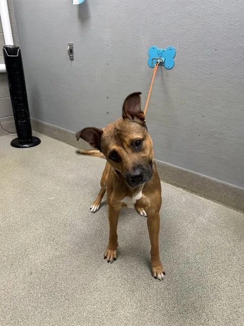 A young large-sized male Black Mouth Cur dog named Sam for adoption in Las Vegas, NV