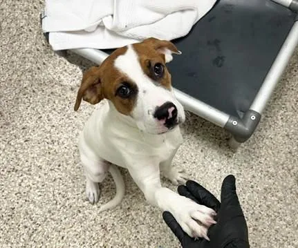 A young small-sized male Beagle dog named Duck for adoption in Tucson, AZ