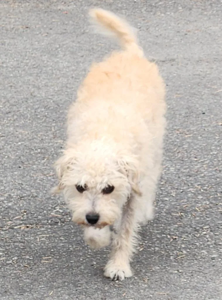 An adult small-sized female Border Terrier dog named Diamond for adoption in Thompson Falls, MT