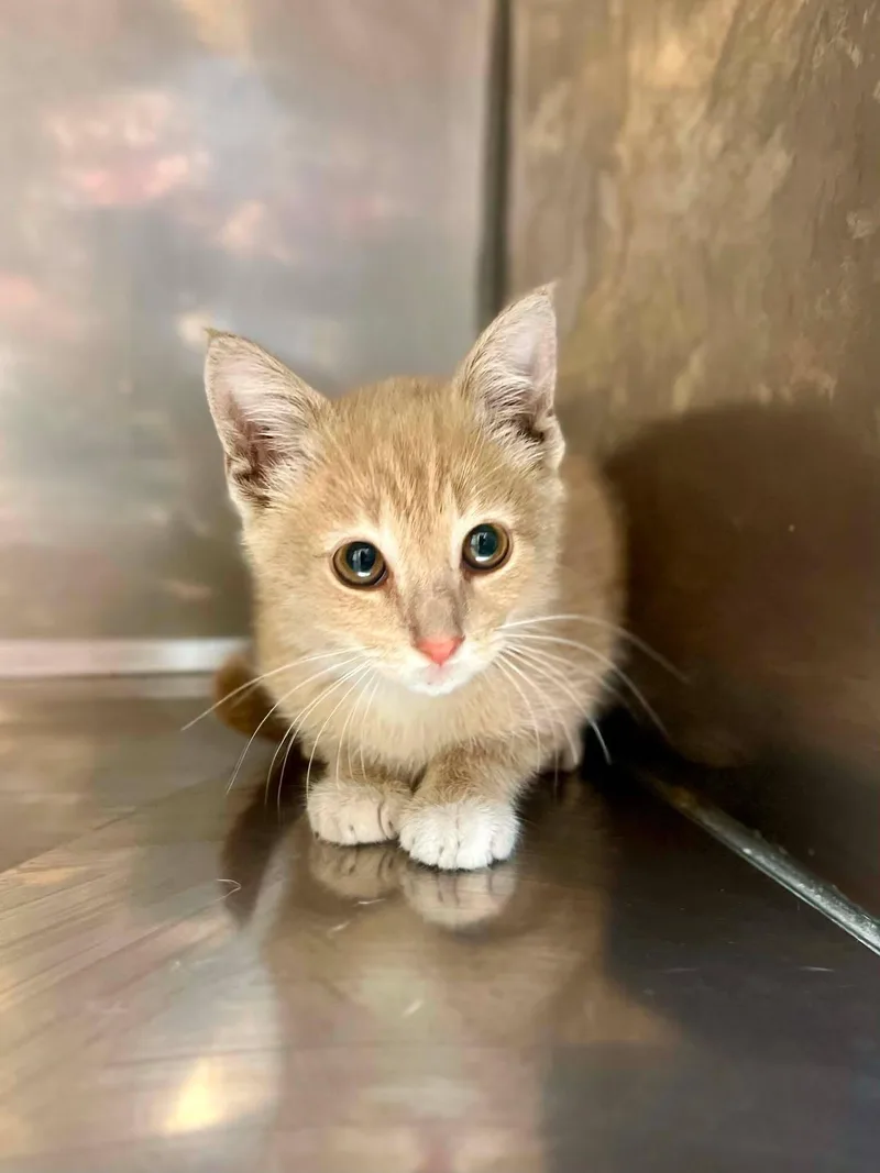A baby medium-sized female Orange & White Domestic Short Hair cat named Ellen for adoption in Fort Payne, AL