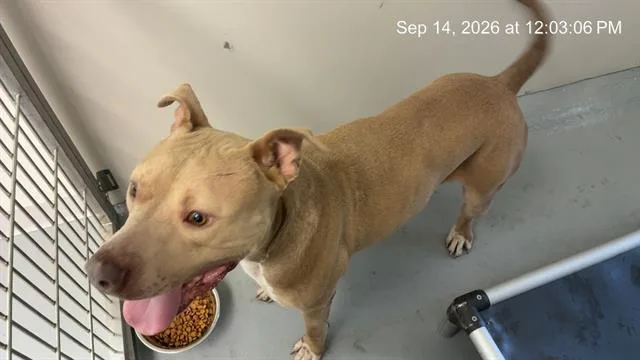 A young large-sized male Pit Bull Terrier dog named Ranger for adoption in Ocala, FL