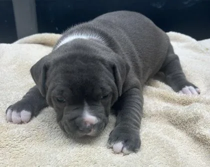 A baby medium-sized female Mixed Breed dog named Bluebell for adoption in West Chester, PA