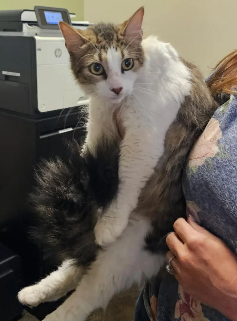 An adult medium-sized male Domestic Medium Hair cat named Lance for adoption in Rockwall, TX