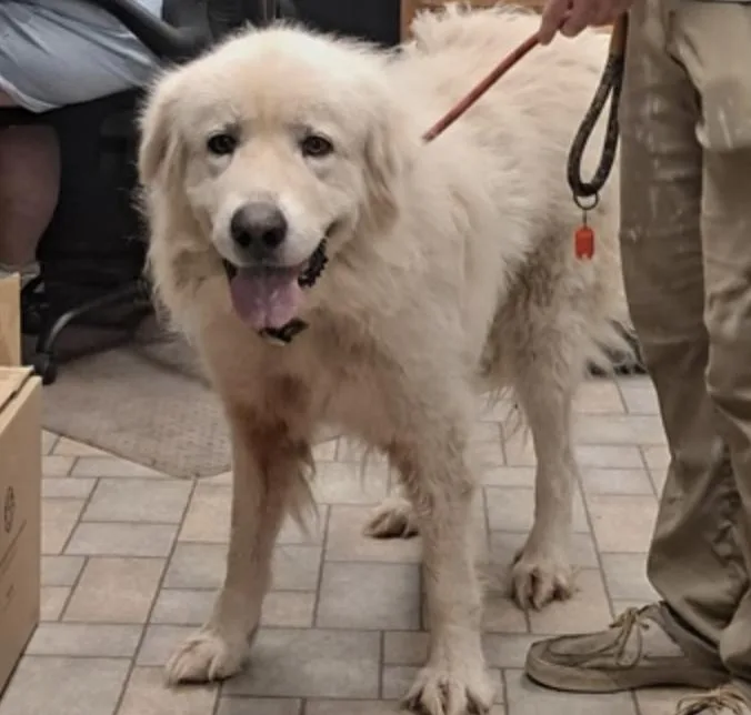 An adult large-sized male Great Pyrenees dog named Hunter for adoption in Hollister, MO