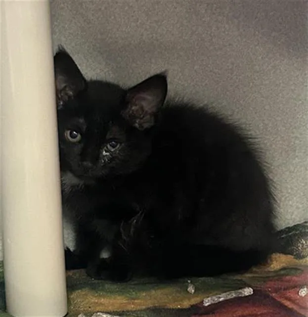 A baby medium-sized female Domestic Short Hair cat named Kat for adoption in Dallas, TX