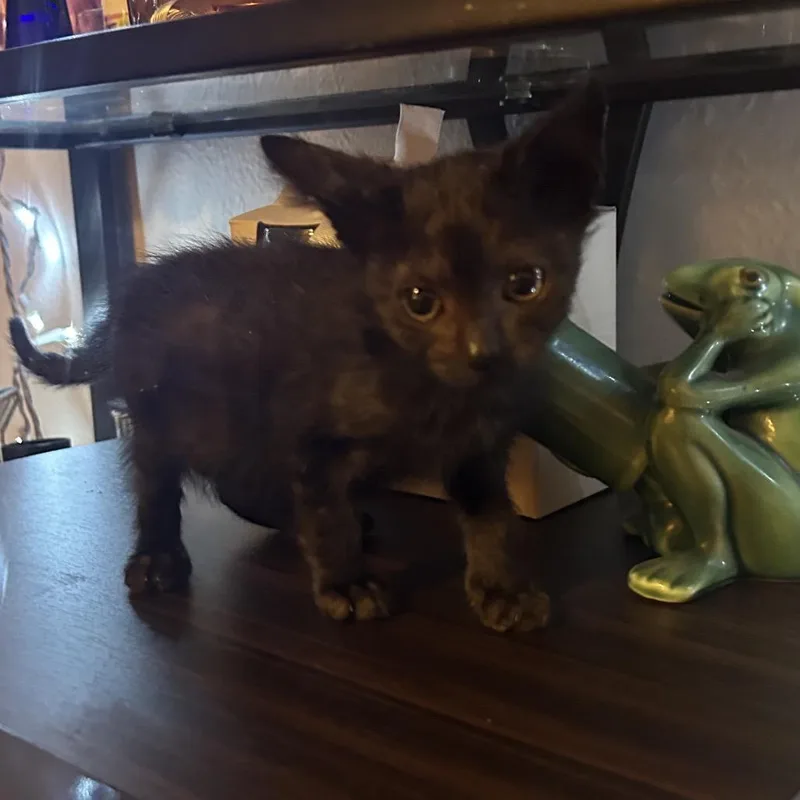 A baby small-sized male Black Domestic Short Hair cat named Vampurr for adoption in Veneta, OR