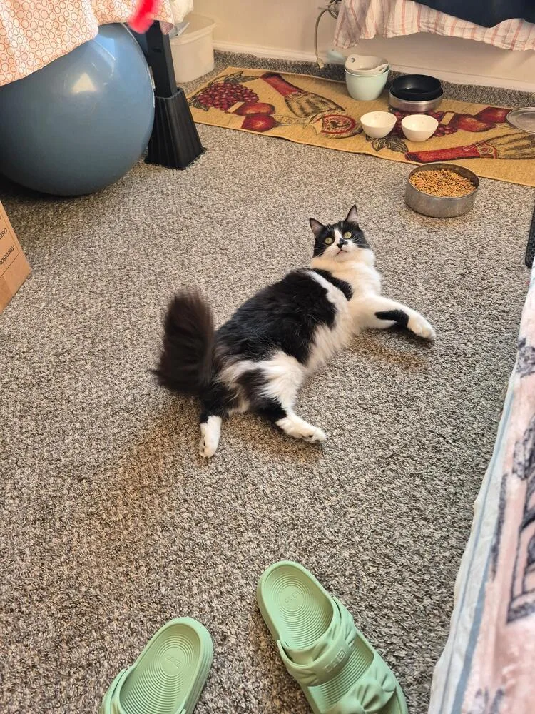 An adult medium-sized female Domestic Long Hair cat named Kate for adoption in New York, NY