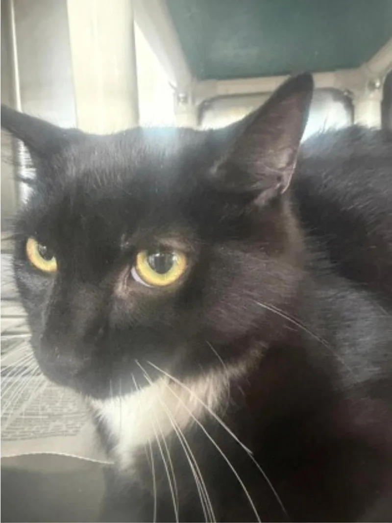 A young medium-sized male Black & White / Tuxedo Domestic Short Hair cat named Dobby for adoption in Winfield, KS