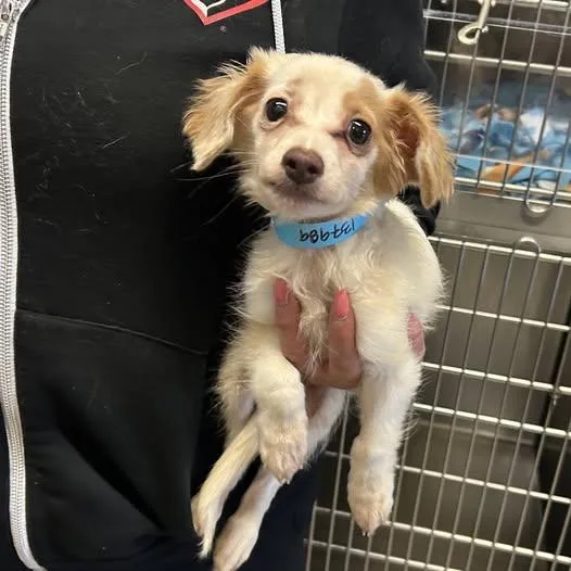 A baby small-sized male Spaniel dog named Butters for adoption in Corona, CA