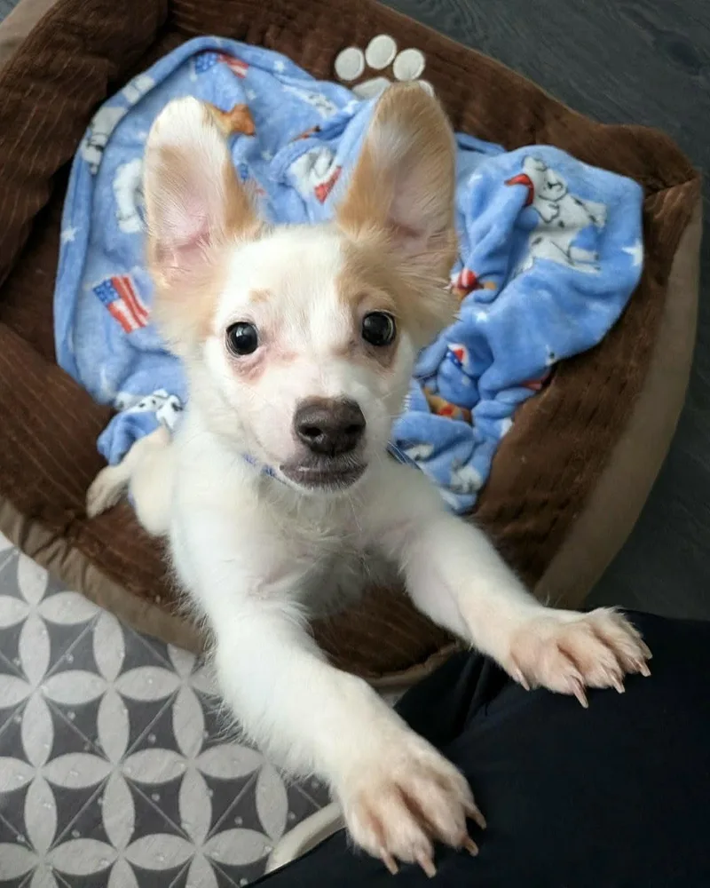 Butters thumbnail 2