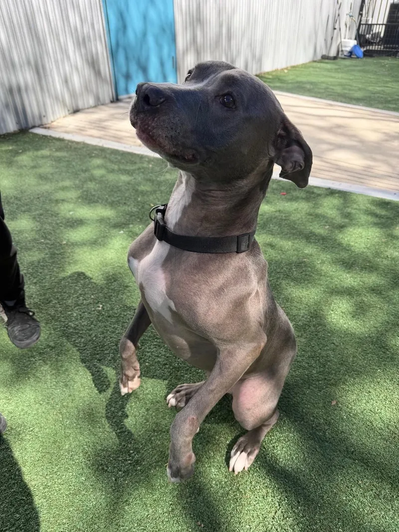 Hercules thumbnail 4