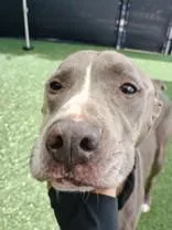 Hercules thumbnail 5