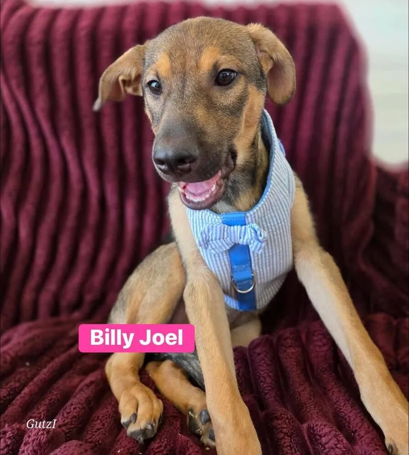 A baby medium-sized male Labrador Retriever dog named Billy Joel for adoption in Saugus, MA