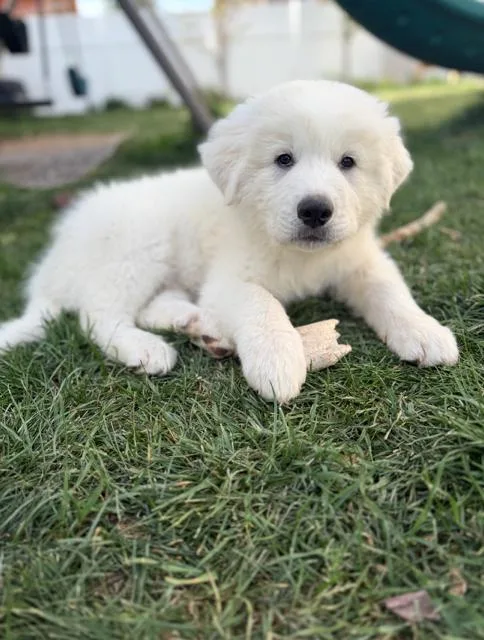 A baby large-sized female Great Pyrenees dog named Emma for adoption in Midway, UT