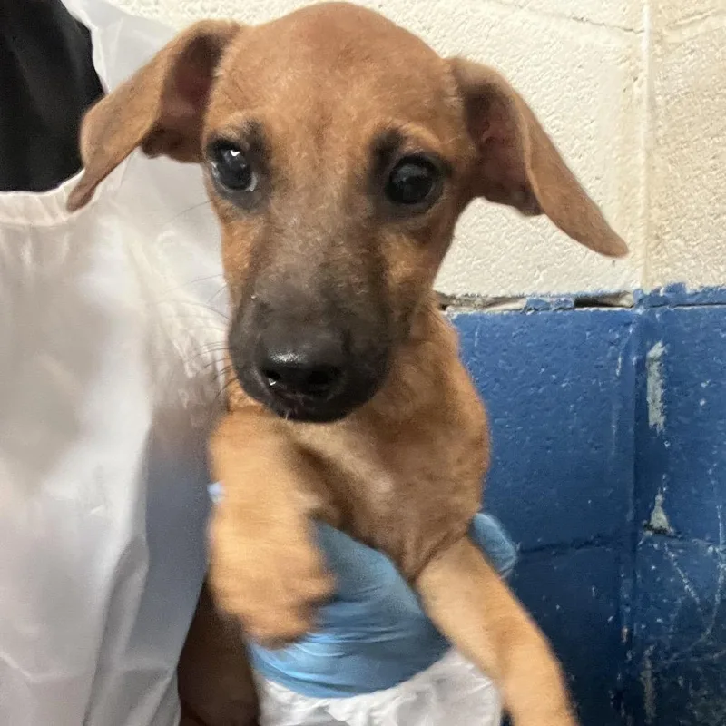 A baby small-sized male Brown / Chocolate Dachshund dog named Meyer for adoption in Edinburg, TX