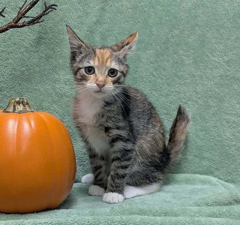 A baby small-sized female Brown / Chocolate Domestic Short Hair cat named Birdie for adoption in Raleigh, NC