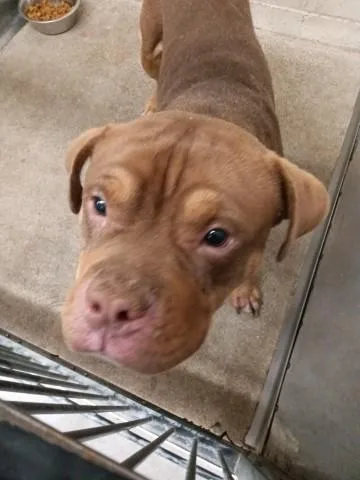 A young medium-sized male Pit Bull Terrier dog named Jack for adoption in San Bernardino, CA