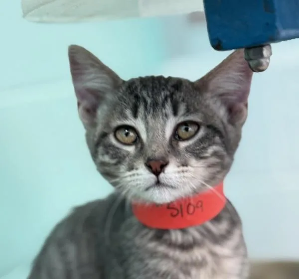 A baby small-sized female Domestic Short Hair cat named Ginny for adoption in Golden, CO
