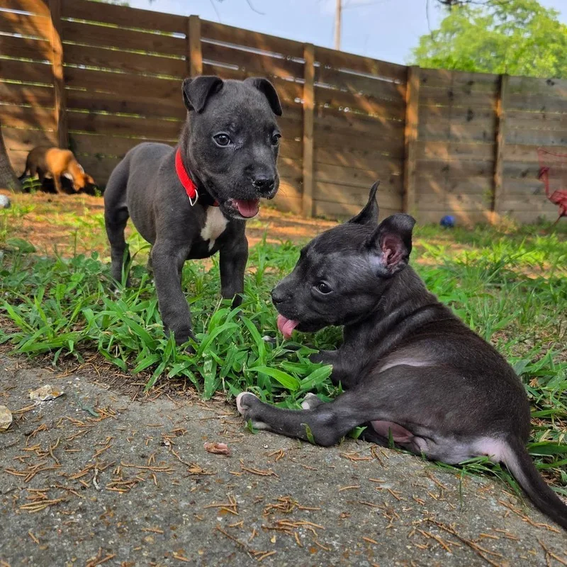 A baby small-sized female Black Chihuahua dog named Adrian for adoption in Chattanooga, TN