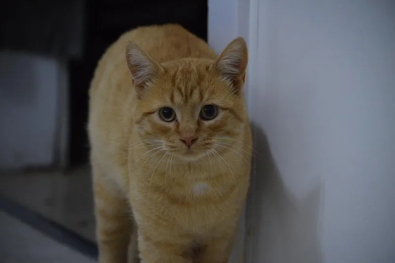 An adult large-sized male Domestic Short Hair cat named Oscar for adoption in Salmon, ID