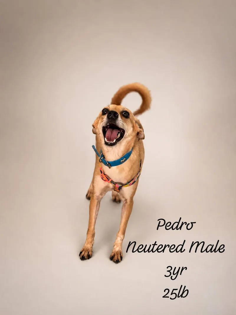 A young medium-sized male Golden Chihuahua dog named Pedro for adoption in New York, NY