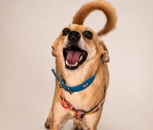 Pedro thumbnail 2