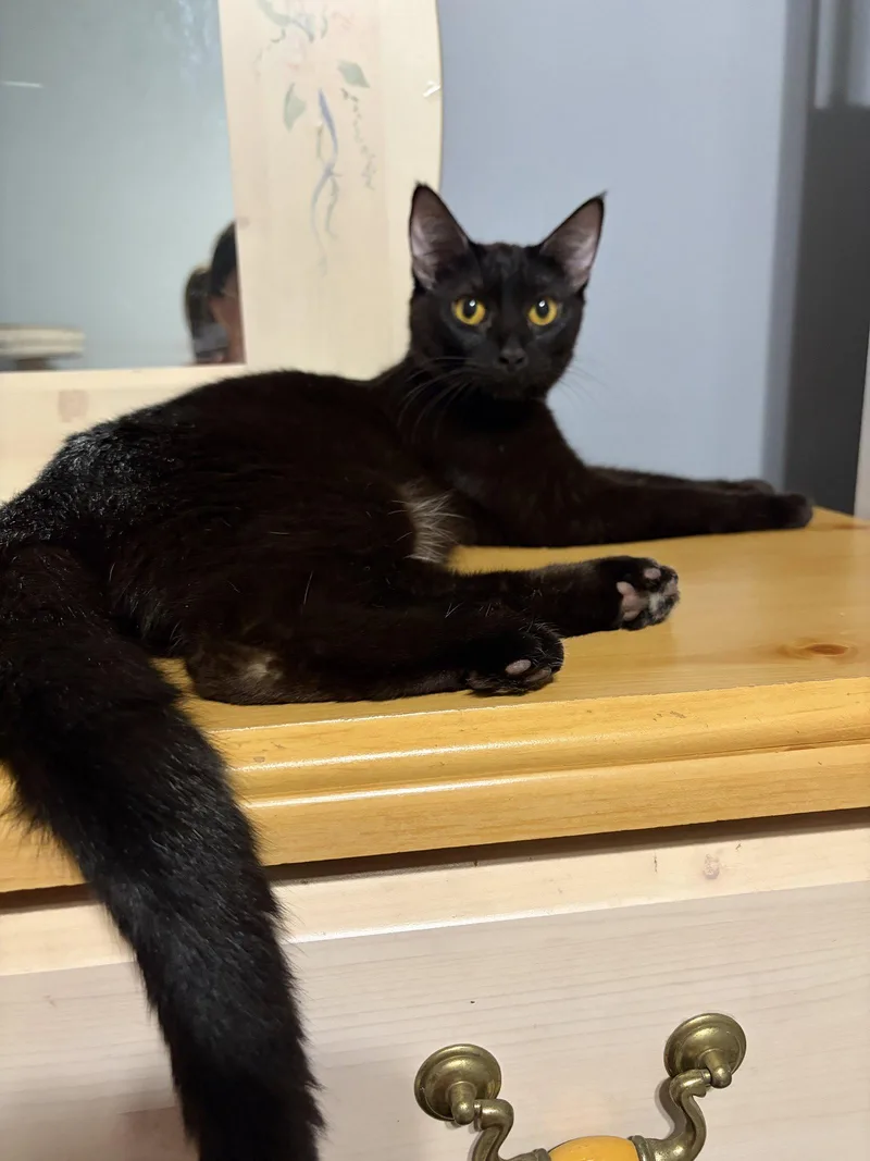 A young medium-sized female Domestic Short Hair cat named Magpie for adoption in Elgin, IL