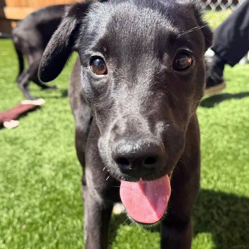 A baby small-sized male Black Whippet dog named Marshall for adoption in Naperville, IL