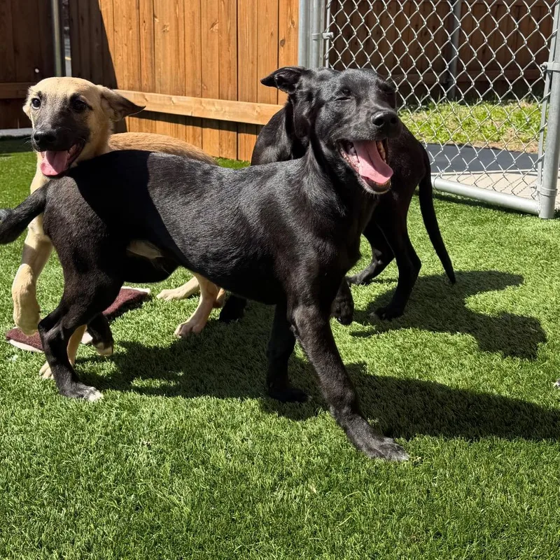 Marshall thumbnail 2