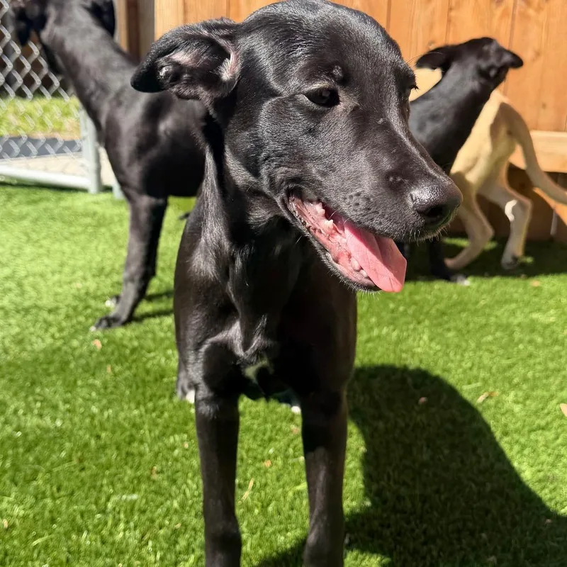 Marshall thumbnail 3