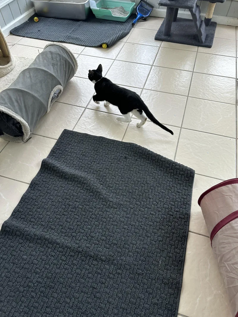 A young medium-sized male Domestic Short Hair cat named Boots for adoption in Virginia Beach, VA