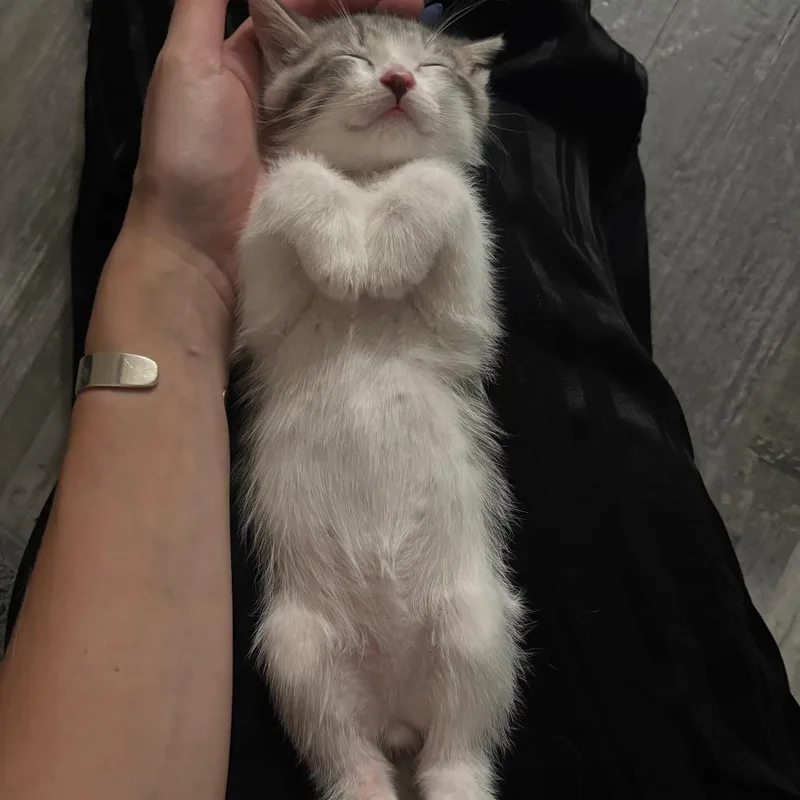 A baby small-sized male Gray / Blue / Silver Domestic Short Hair cat named Emilio for adoption in Middle Village, NY