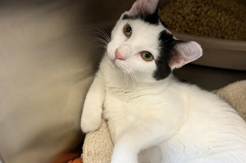 A young small-sized male Domestic Short Hair cat named Popeye for adoption in Moncks Corner, SC