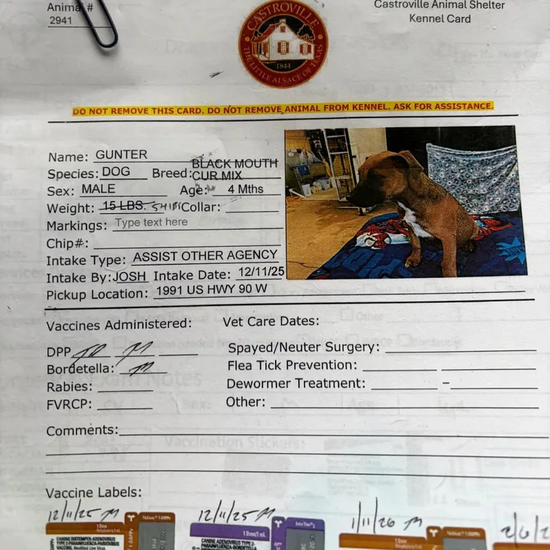 A young medium-sized male Brown / Chocolate Black Mouth Cur dog named Gunter for adoption in Austin, TX