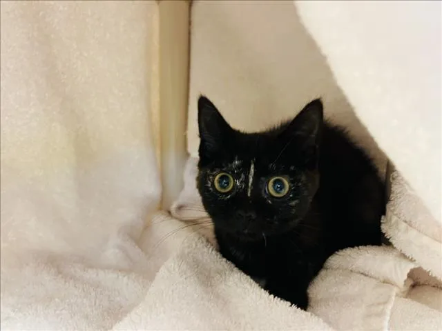 A baby small-sized female Domestic Short Hair cat named Critter for adoption in Santa Fe, NM
