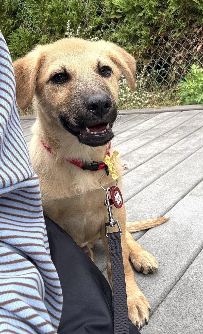 A baby medium-sized male Labrador Retriever dog named Tigger AcreWood LOCAL for adoption in Wakefield, RI