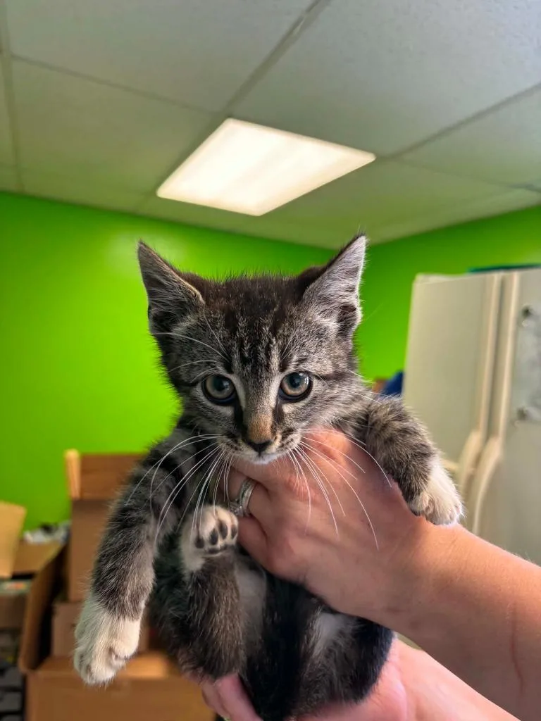 A baby medium-sized male Domestic Short Hair cat named Chucky for adoption in Johnson City, TN