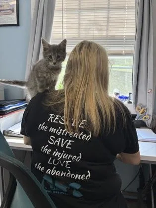 A baby small-sized male Domestic Medium Hair cat named Sid for adoption in Bloomsburg, PA