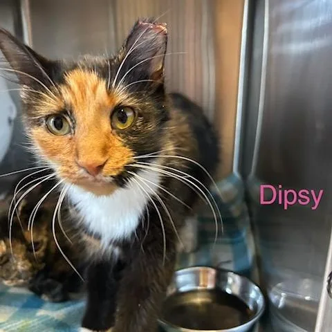 Dipsy