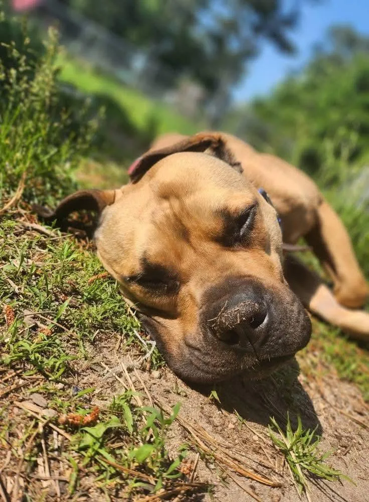 An adult large-sized female Mixed Breed dog named Libby for adoption in Acushnet, MA