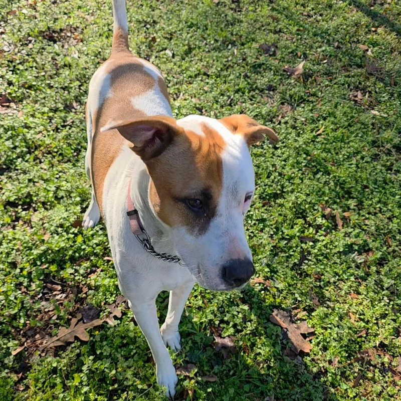 An adult medium-sized female White / Cream Pit Bull Terrier dog named Maddie for adoption in Houston, TX