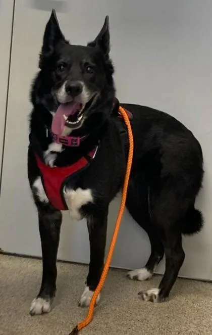 An adult large-sized female Mixed Breed dog named Piper for adoption in Lafayette, IN