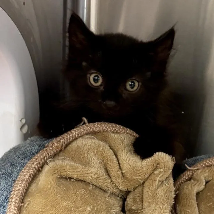 A baby small-sized male Black Domestic Medium Hair cat named Legacy for adoption in Las Vegas, NV