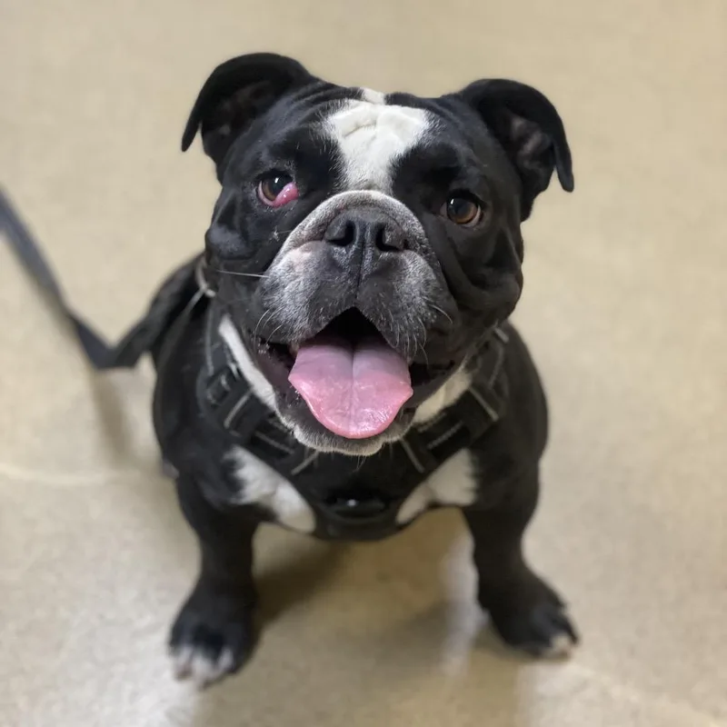 Gemma